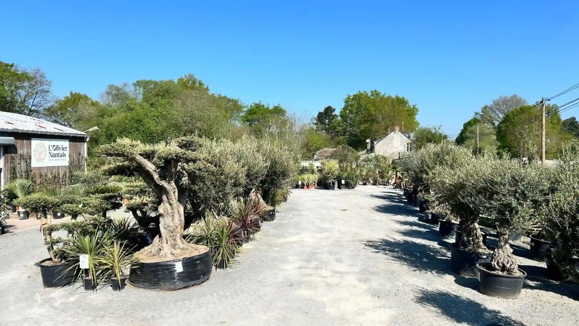 Vente d'oliviers à Treillières