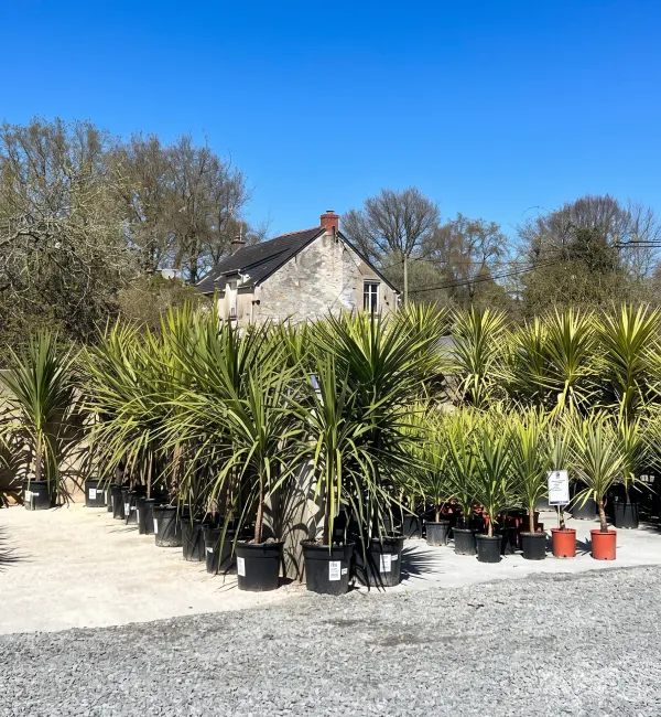 Vente de palmiers à Treillières
