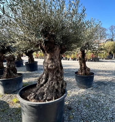 Oliviers grand format à Couëron
