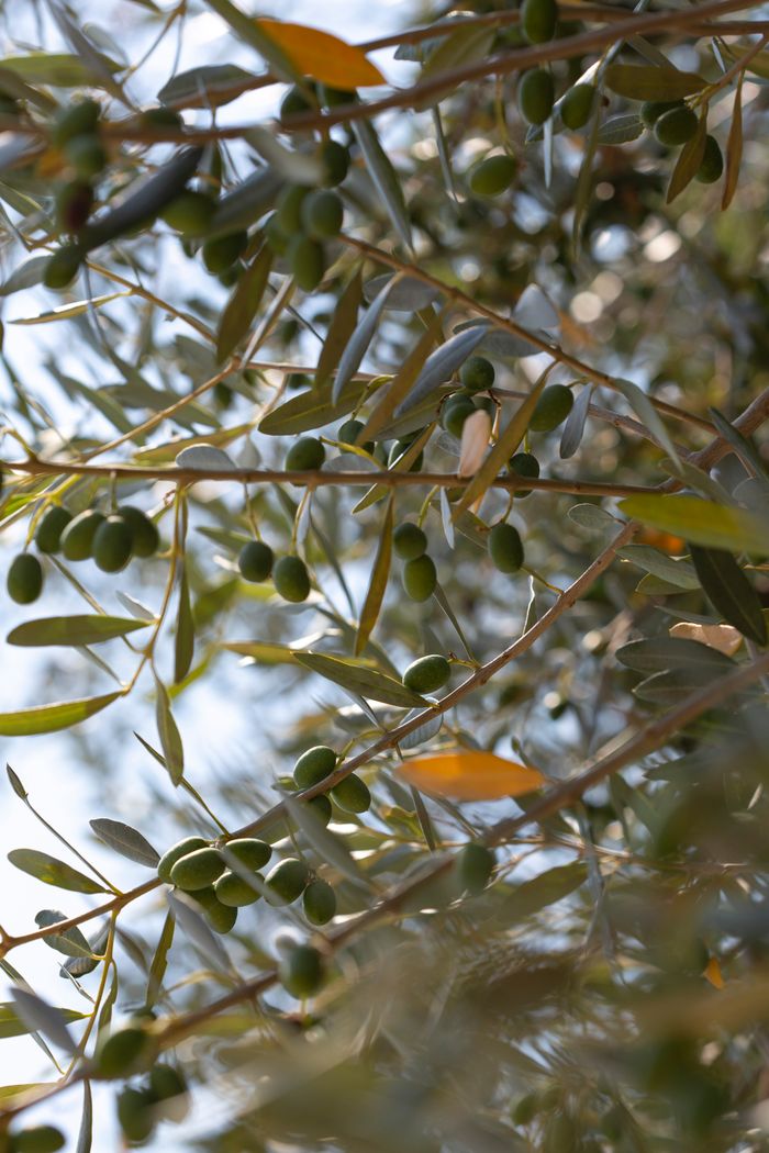 Detailed view of olive branches with lush green olives and leaves.
